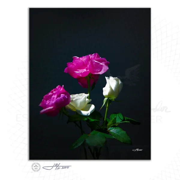 Fine Art Print | 16x20 | 24x30 | 40x50