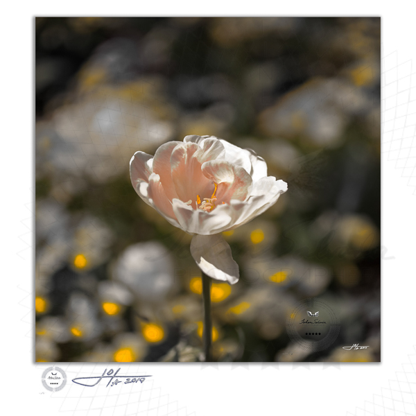 Fine Art Print | 16x16 | 20x20 | 30x30