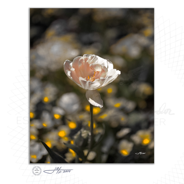 Fine Art Print | 16x20 | 24x30 | 40x50