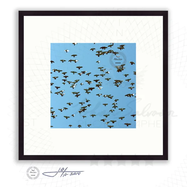 Birds Flying Across a Blue Sky - Limited Edition Fine Art Photography