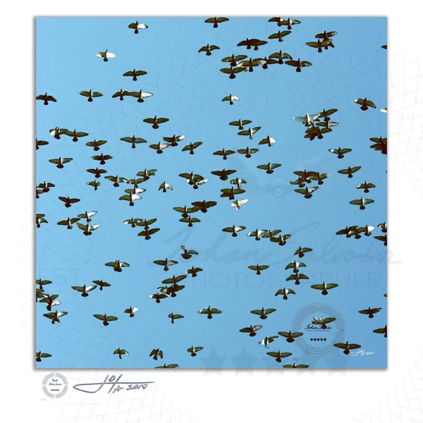 Birds Flying Across a Blue Sky - Limited Edition Fine Art Photography