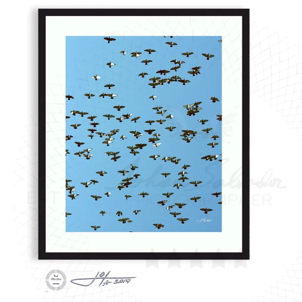 Birds Flying Across a Blue Sky - Limited Edition Fine Art Photography