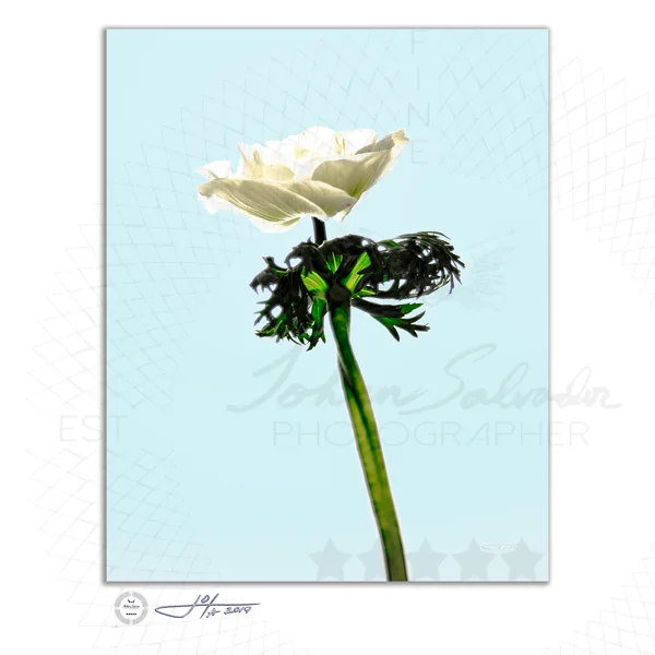 Fine Art Print | 16x20 | 24x30 | 40x50