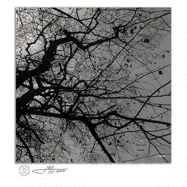 Branching Tree in Black and White No 2 - Limited Edition Fine Art Photography