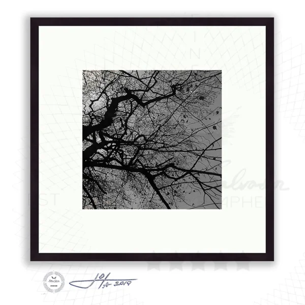 Branching Tree in Black and White No 2 - Limited Edition Fine Art Photography