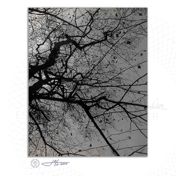 Branching Tree in Black and White No 2 - Limited Edition Fine Art Photography