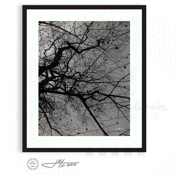 Branching Tree in Black and White No 2 - Limited Edition Fine Art Photography