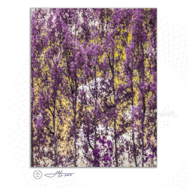 Fine Art Print | 16x20 | 24x30 | 40x50