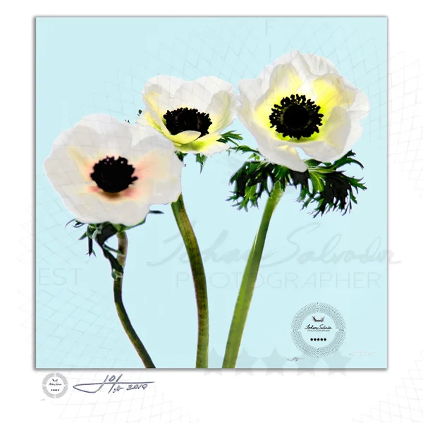 Fine Art Print | 16x16 | 20x20 | 30x30