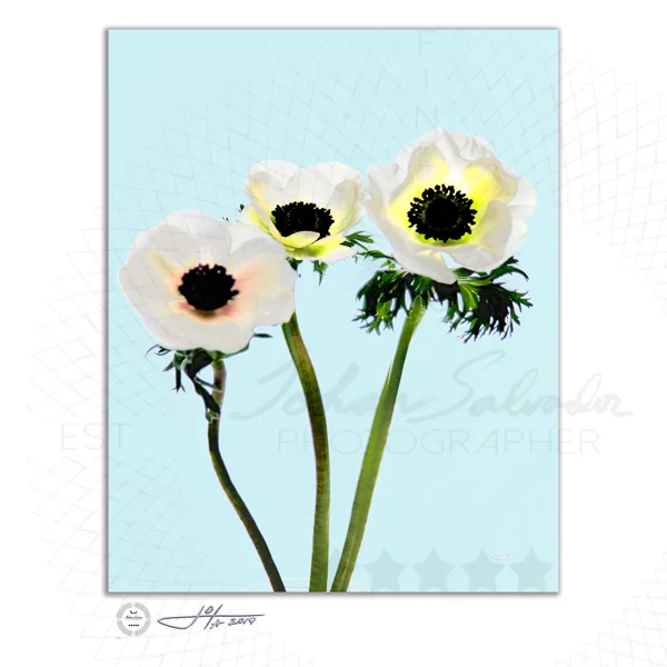 Fine Art Print | 16x20 | 24x30 | 40x50