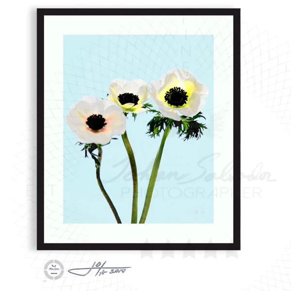 Anemone Trio In Soft Blue  - Limited Edition Fine Art Photography