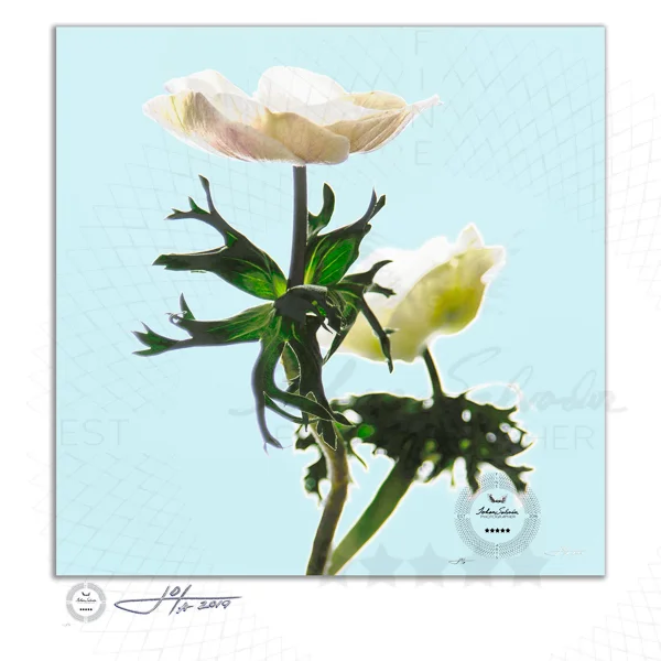 Two Anemones In Soft Light - Limited Edition Fine Art Photography