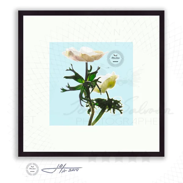 Two Anemones In Soft Light - Limited Edition Fine Art Photography