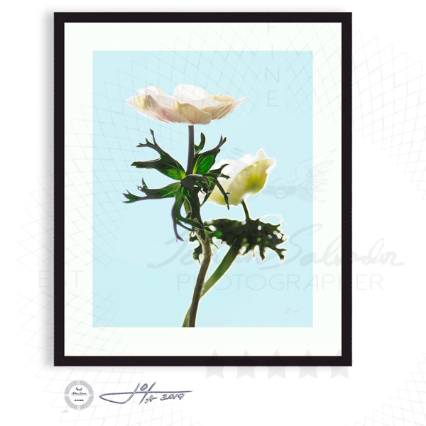Two Anemones In Soft Light - Limited Edition Fine Art Photography