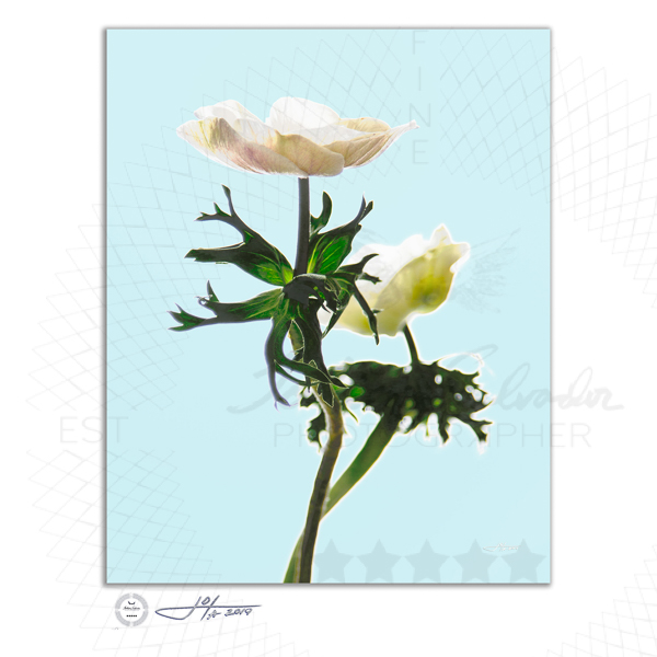 Two Anemones In Soft Light - Limited Edition Fine Art Photography
