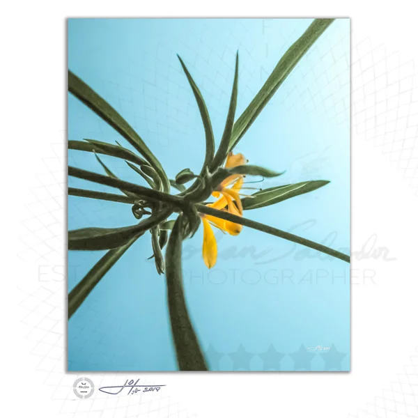 Rare Flower 2