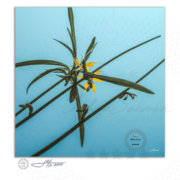 Fine Art Print | 16x16 | 20x20 | 30x30