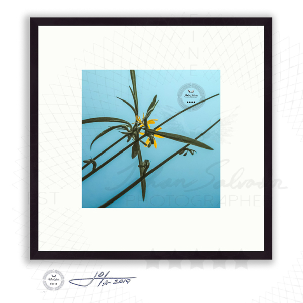 Black Frame | 16x16 | 20x20