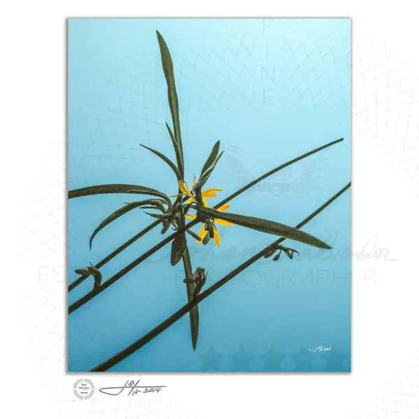 Fine Art Print | 16x20 | 24x30 | 40x50