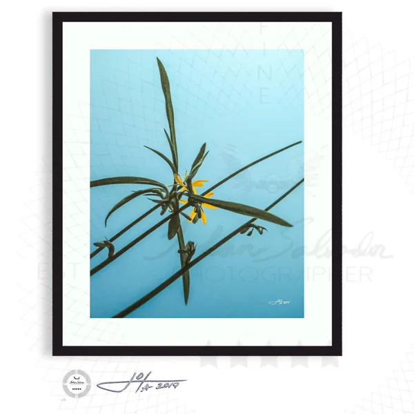 Black Frame | 16x20 | 20x24