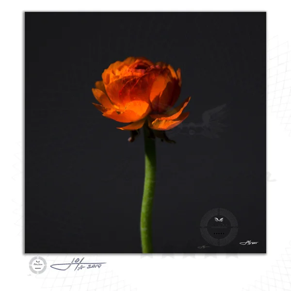 Orange Ranunculus against Dark Grey