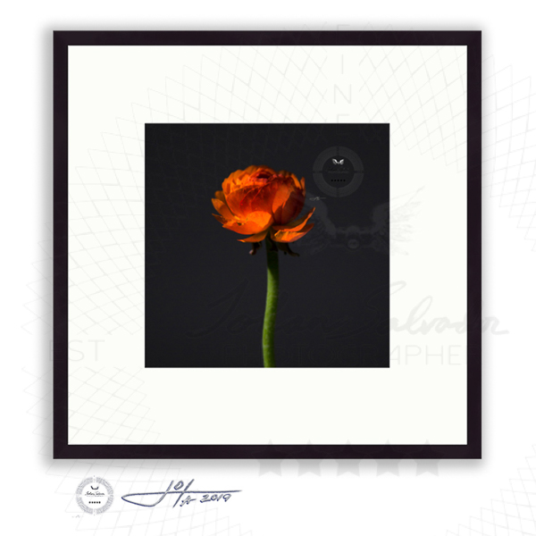 Black Frame | 16x16 | 20x20