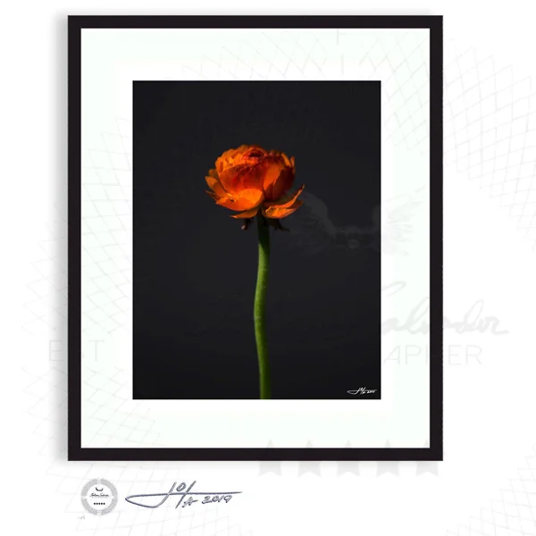 Orange Ranunculus against Dark Grey
