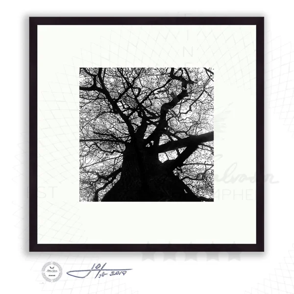 Yggdrasil or A Tree Alive - Limited Edition Fine Art Photography