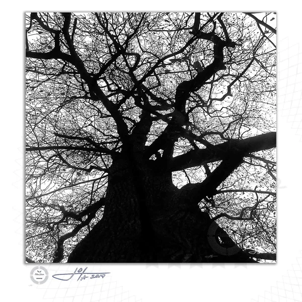 Yggdrasil or A Tree Alive - Limited Edition Fine Art Photography