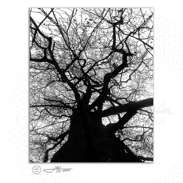 Yggdrasil or A Tree Alive - Limited Edition Fine Art Photography