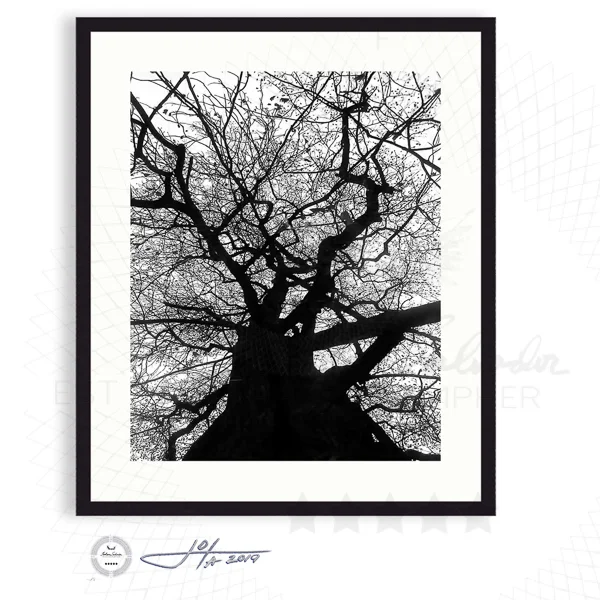 Yggdrasil or A Tree Alive - Limited Edition Fine Art Photography