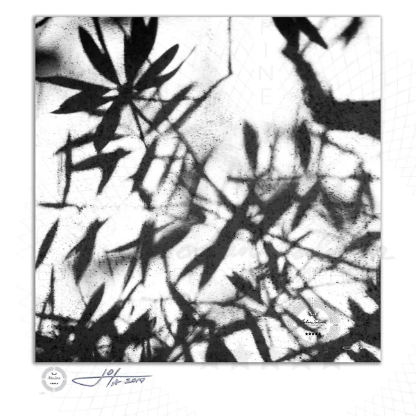 Tree Leaves on Concrete - Limited Edition Fine Art Photography