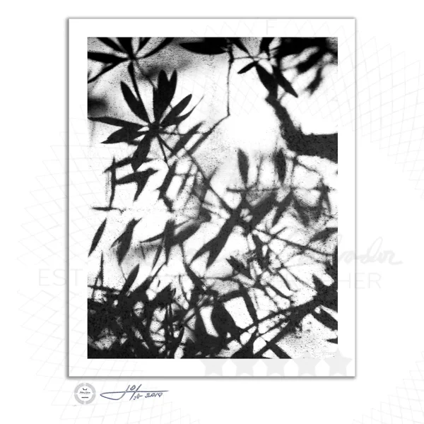 Tree Leaves on Concrete - Limited Edition Fine Art Photography