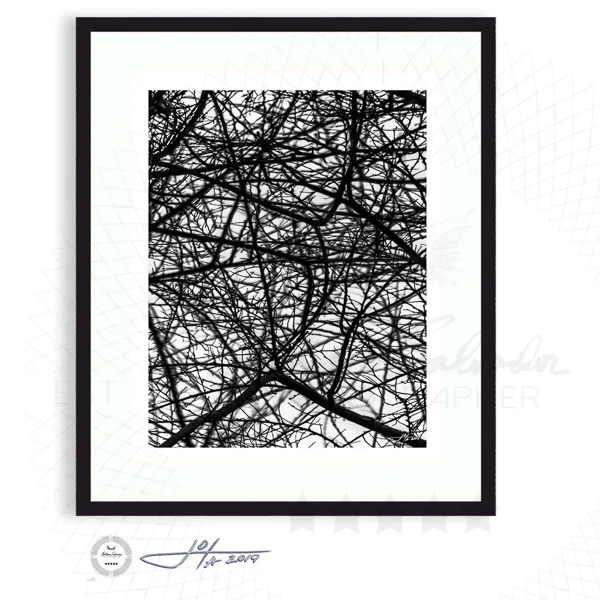 Vine Shadows - Limited Edition Fine Art Photography