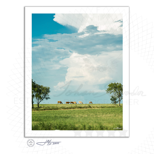 Fine Art Print | 16x20 | 24x30 | 40x50