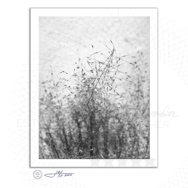 Fine Art Print | 16x20 | 24x30 | 40x50