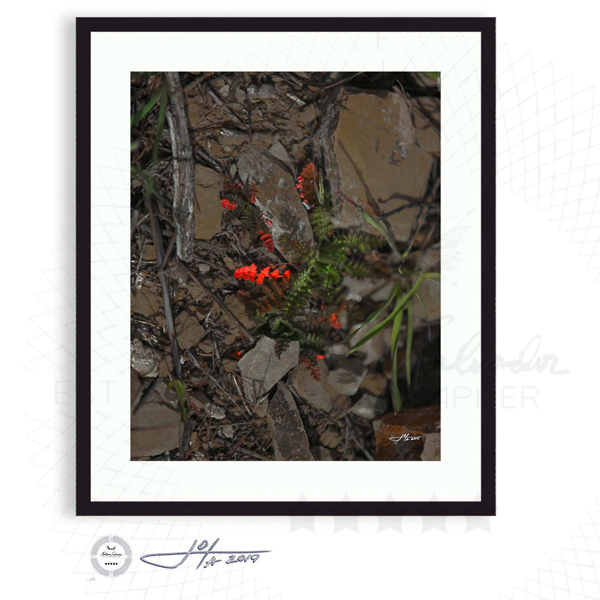 Black Frame | 16x20 | 20x24