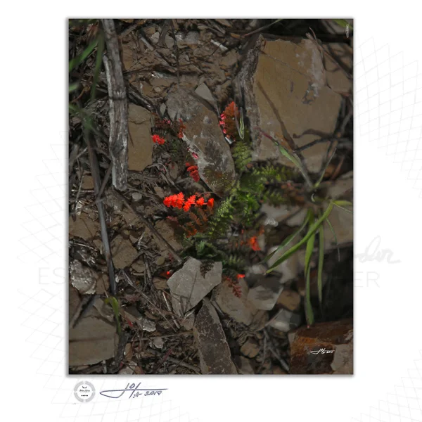 Fine Art Print | 16x20 | 24x30 | 40x50