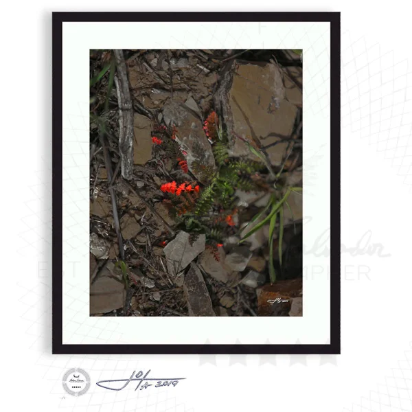 Forest Landscape In Detail - Limited Edition Fine Art Photography