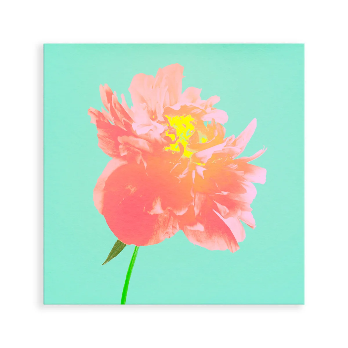 Flower Art featuring The Thoughtful Peony  - Limited Edition Fine Art Photography