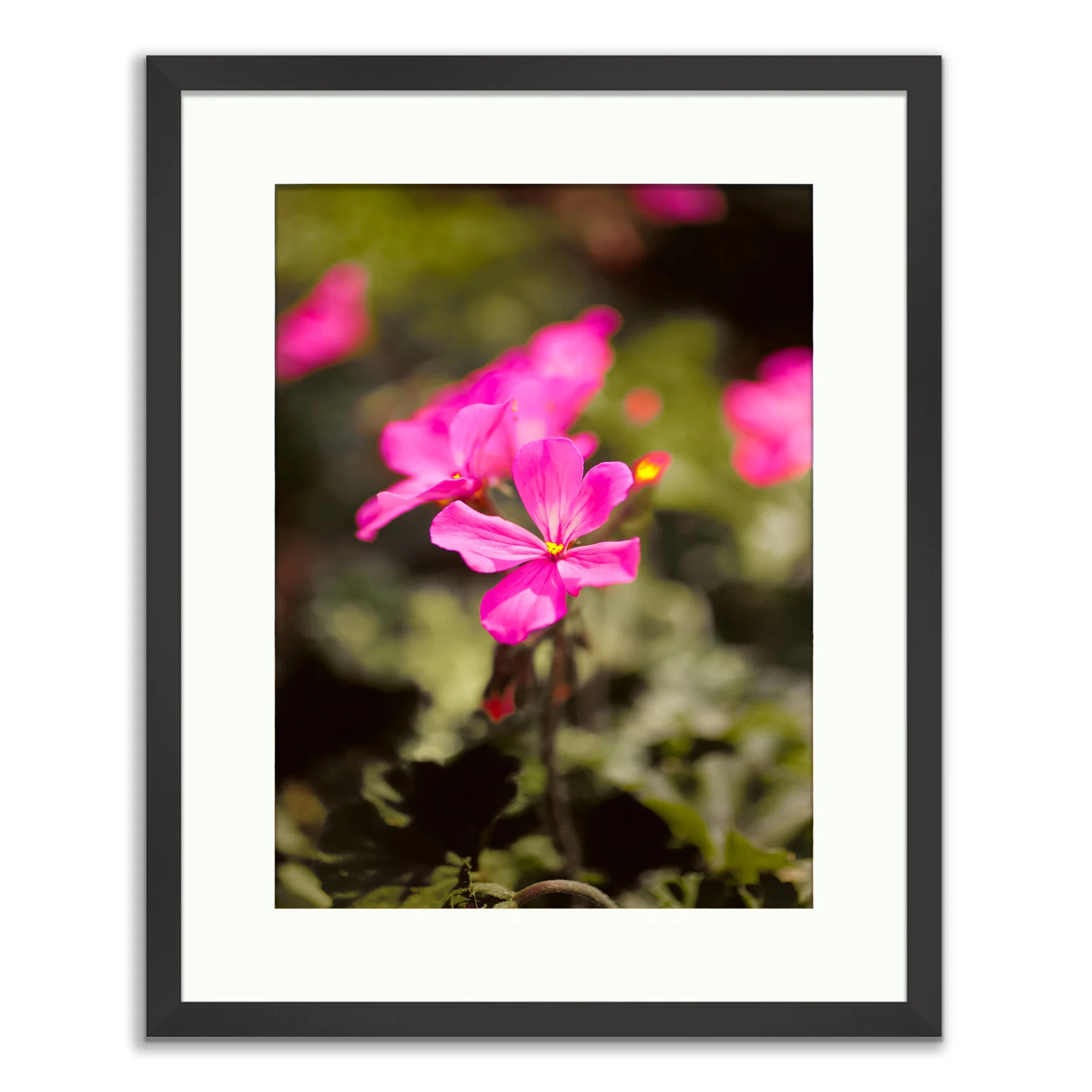 Framed Prints20150403-©_2009-2016-Johan-Salvador-Flora-17.jpg