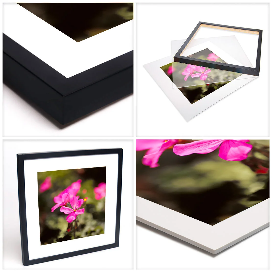 ©_2009-2016-Johan-Salvador-Flora-17-1x1.jpg