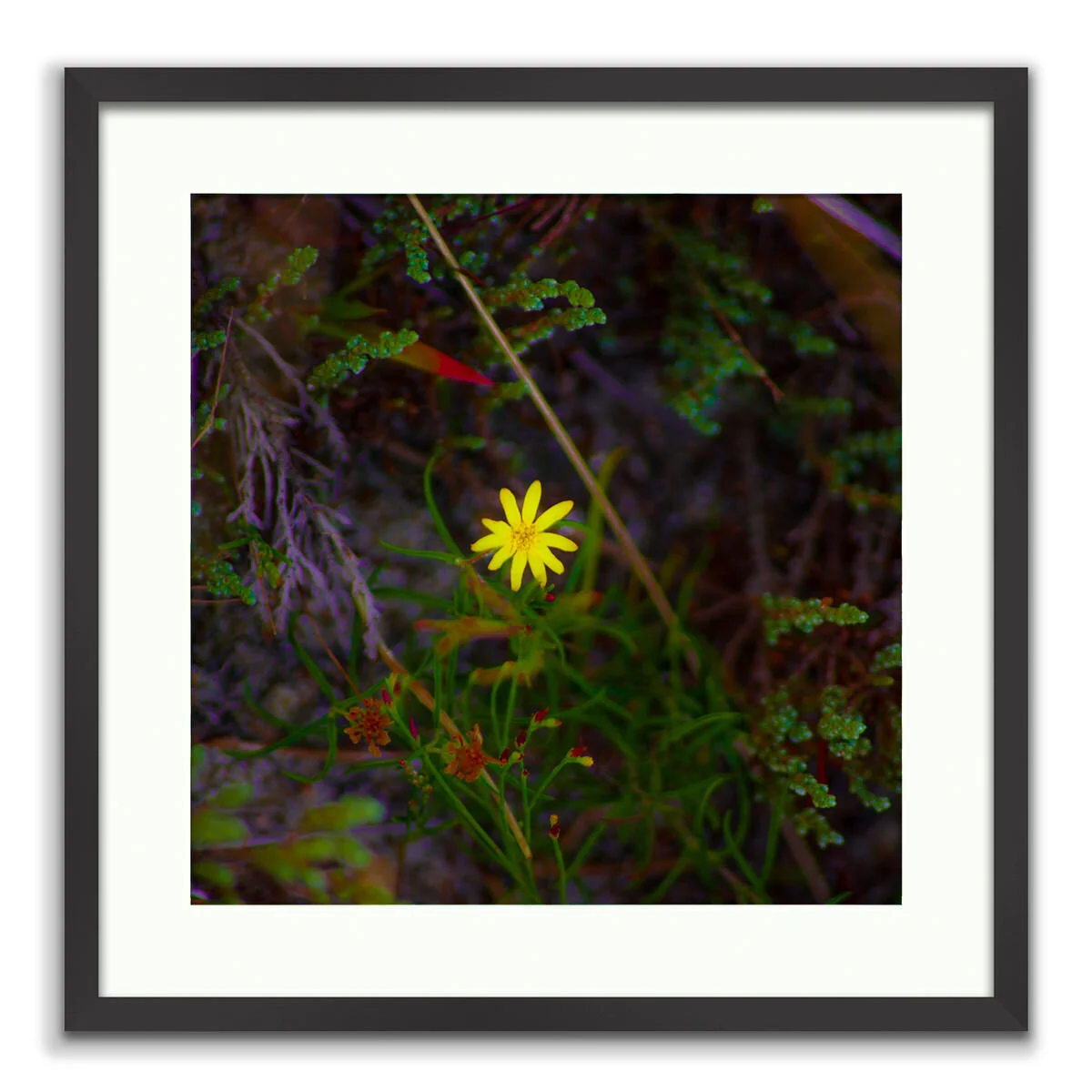 20200819-20090920-Rare Beach Flower 2009.jpg