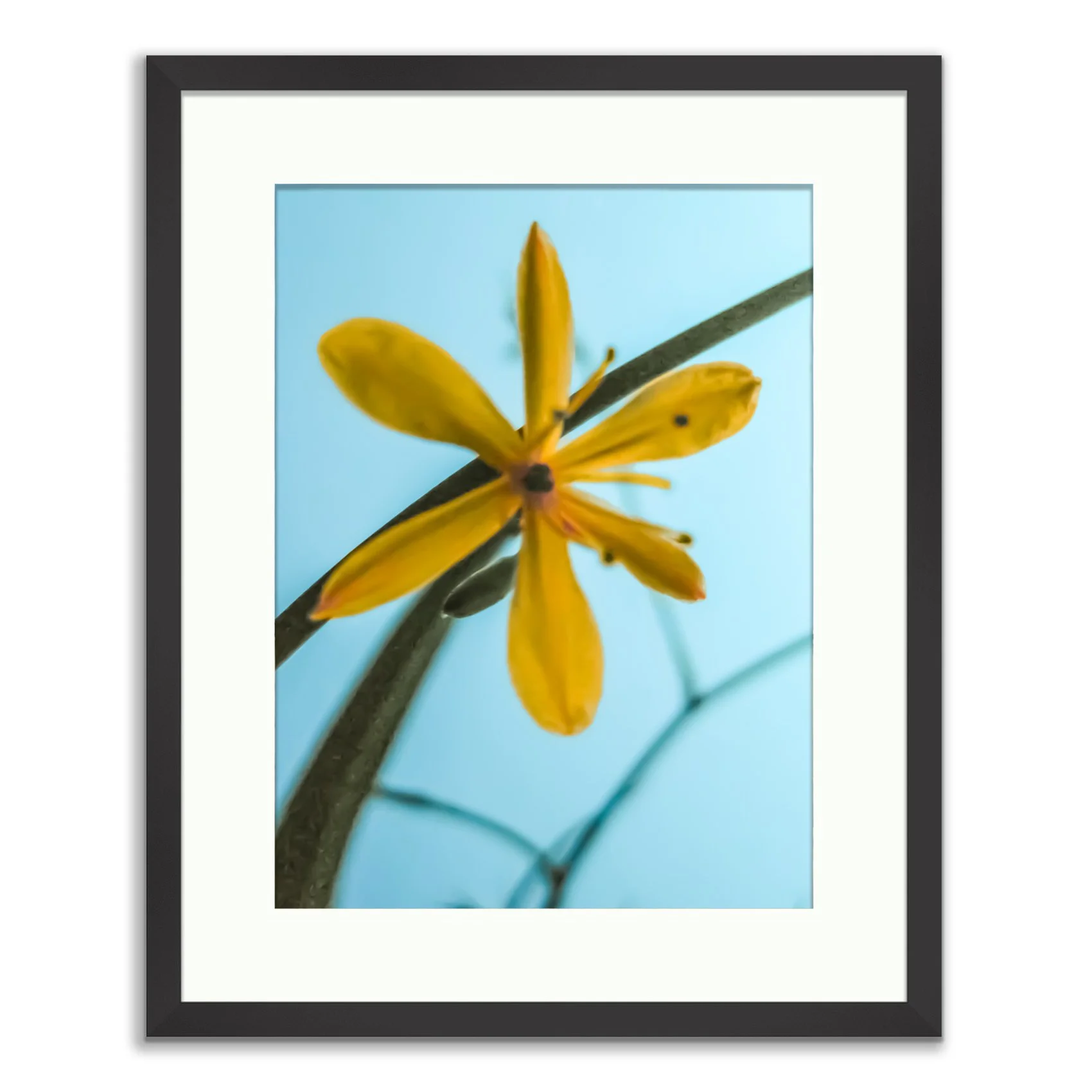 Framed Prints20100414-Rare Flora 1 2010.jpg