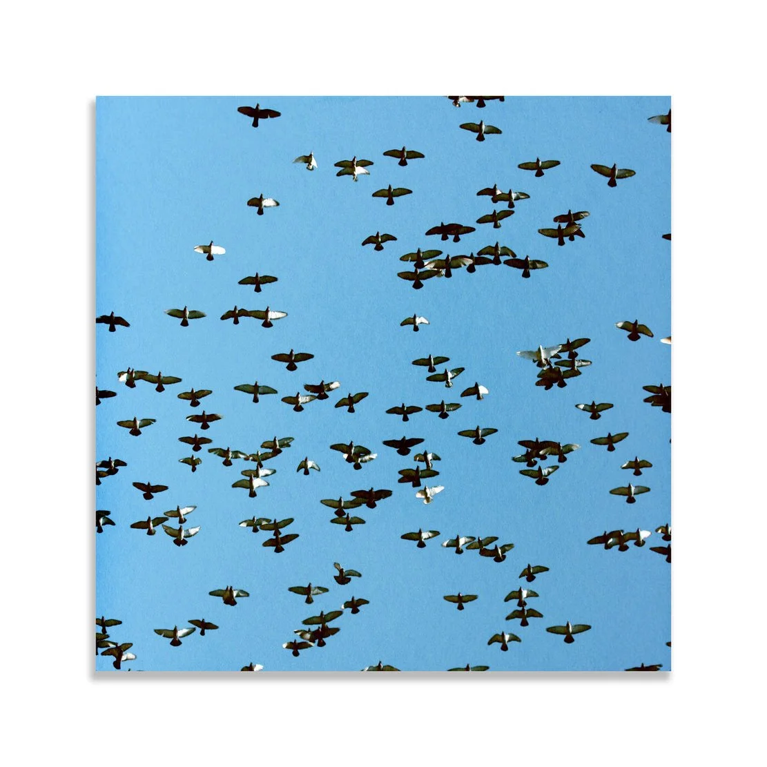 Birds Flying Across a Blue Sky