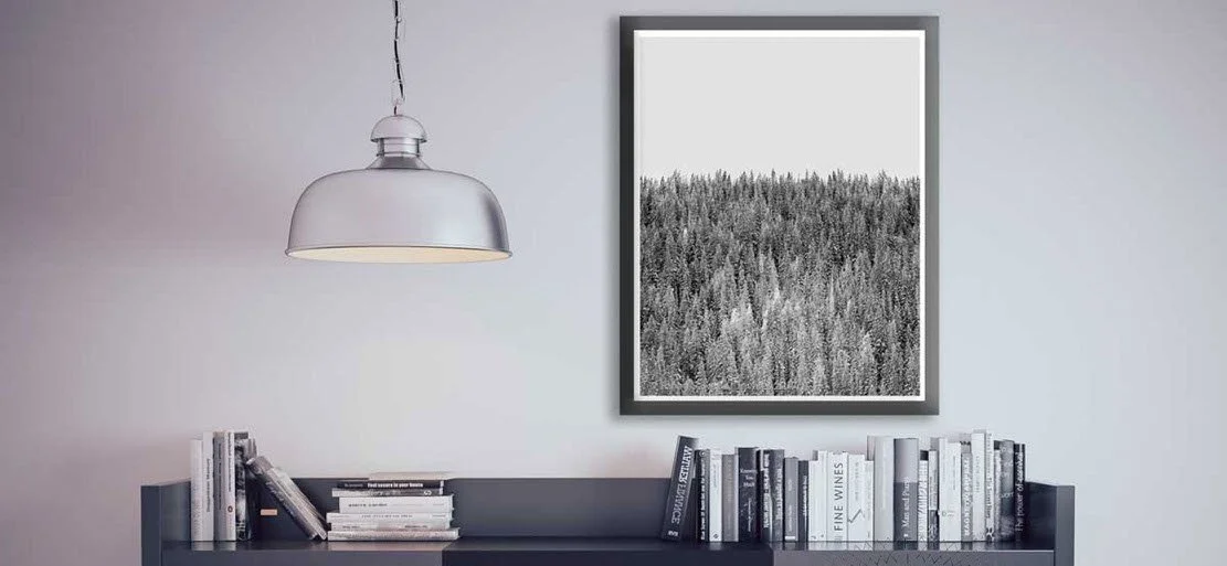 Colorado Pines in Black and White - Limited Edition Fine Art Photography