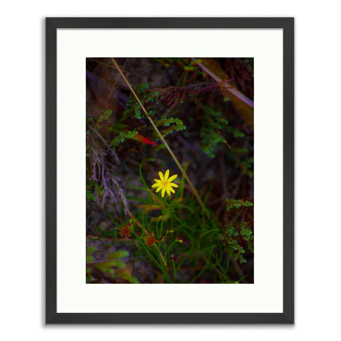 Radiant Beach Wild Flower - Limited Edition Fine Art Photography