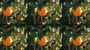 ALMA FINCA ORANGE LIQUOR MICRODOC
