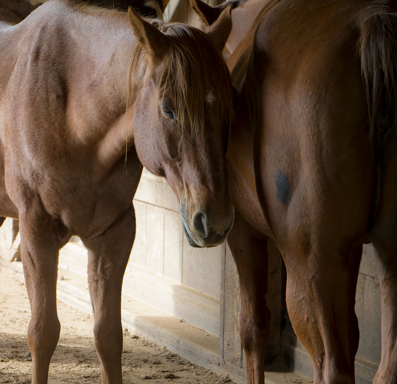 IMG_1730horses2web.jpg