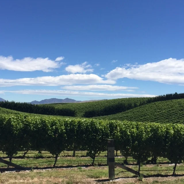Marlborough Wine Region, NZ